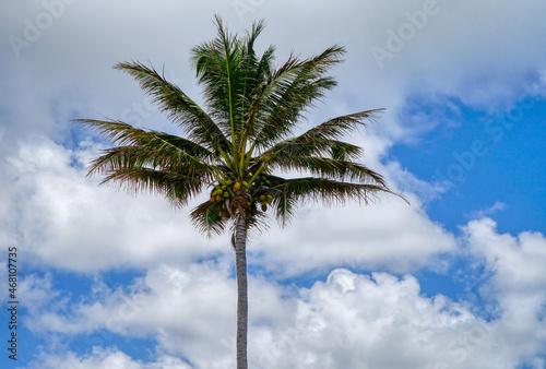 One coconut tree with clouds in the background