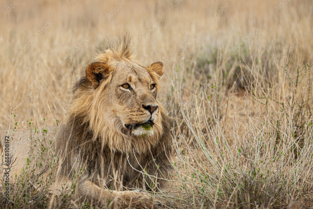 Young black-maned lion at a water hole in the Kalahari desert, South Africa Young black-maned lion at a water hole in the Kalahari desert, South Africa