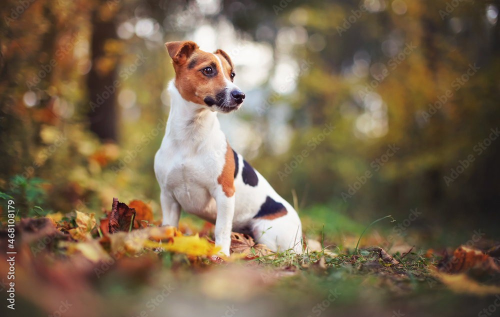 Small Jack Russell terrier dog sitting on autumn leaves, looking to side, shallow depth of field photo with bokeh blurred trees in background