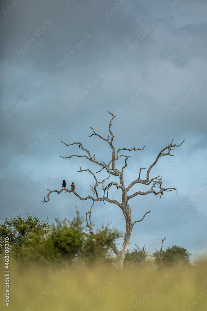 Fototapeta premium Bateleur Eagles perched in a Leadwood