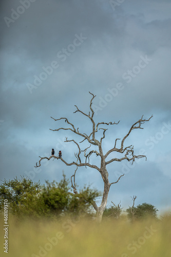 Bateleur Eagles perched in a Leadwood