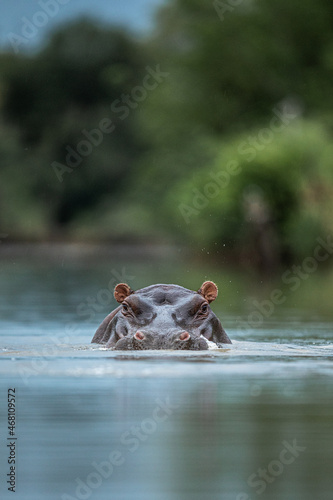 Hippopotamus stare 
