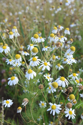 Chamomile blooming flowers for picking herbs. White blooming field plant with yeallow center