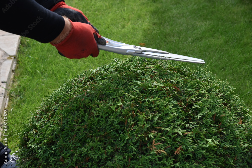 Bush or shrub cutting with garden scissors. Forming thuja sphere by pruning shear Bush or shrub cutting with garden scissors. Forming thuja sphere by pruning shear