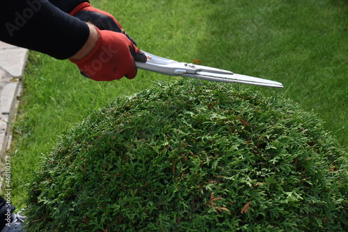 Bush or shrub cutting with garden scissors. Forming thuja sphere by pruning shear