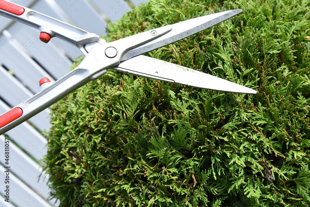 Bush or shrub cutting with garden scissors. Forming thuja sphere by pruning shear Bush or shrub cutting with garden scissors. Forming thuja sphere by pruning shear