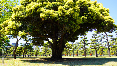 Fototapeta Naklejka Na Ścianę i Meble -  Imperial Palace (Kokyo Gaien) National Garden, Tokyo, Japan