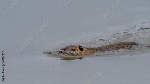 A coypu swimming in a pond in the Dombes