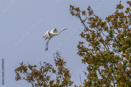A white heron approaches a tree top to land
