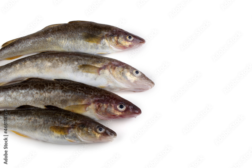 Saffron cod Saffron cod