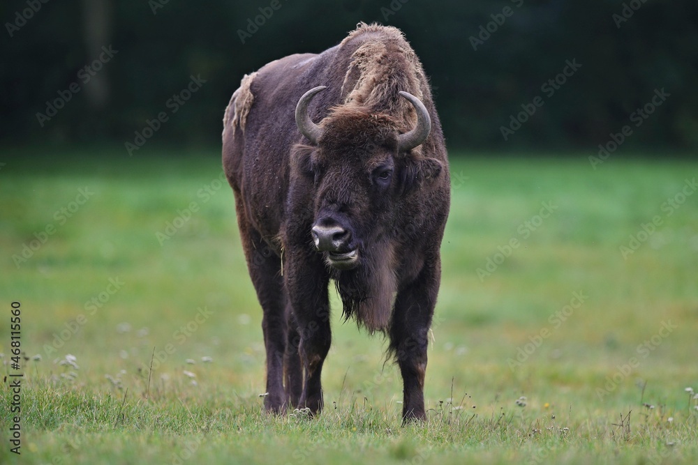 European bison in the beautiful white forest during winter time. Bison bonasus. European animals. Prehistoric creature. Amazing animal in the nature habitat. European bison in the beautiful white forest during winter time. Bison bonasus. European animals. Prehistoric creature. Amazing animal in the nature habitat.
