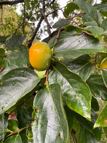 Japanese persimmon tree ( kaki ) with fruits.Unripe green fruits