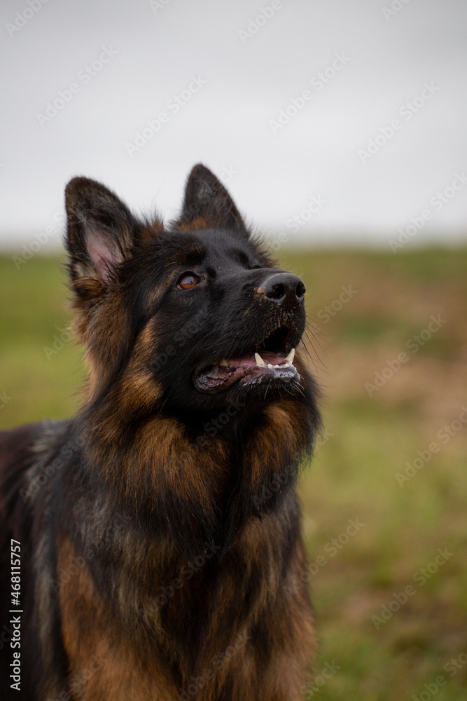 German shepherd attention German shepherd attention