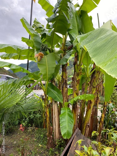 banana tree in Abkhazia