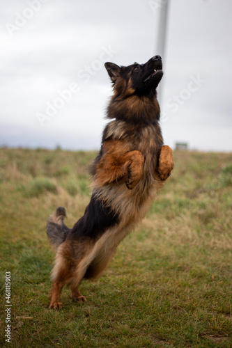 german shepherd jump