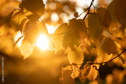 Die warme Herbstsonne scheint durch die gold gelb gefärbten Blätter eines Baumes.