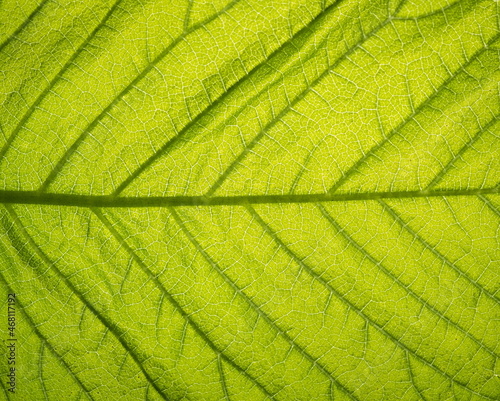 Close up leaf texture. Eco background