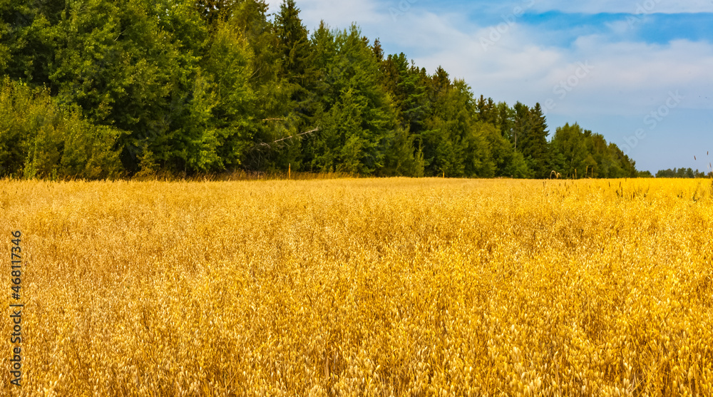 A field with oats on the background of an island of forest and blue sky in summer