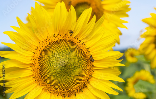 sunflowers blooming in the morning It's look like fresh