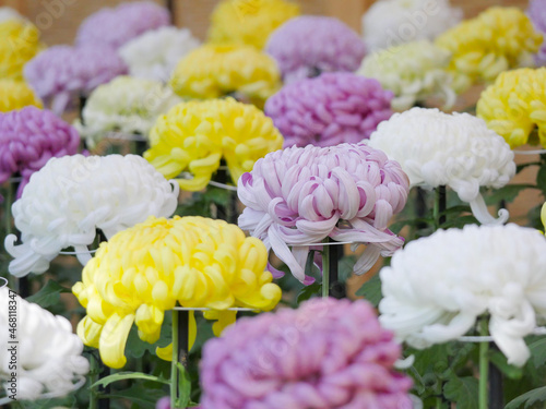 日本の菊1　大輪の厚物