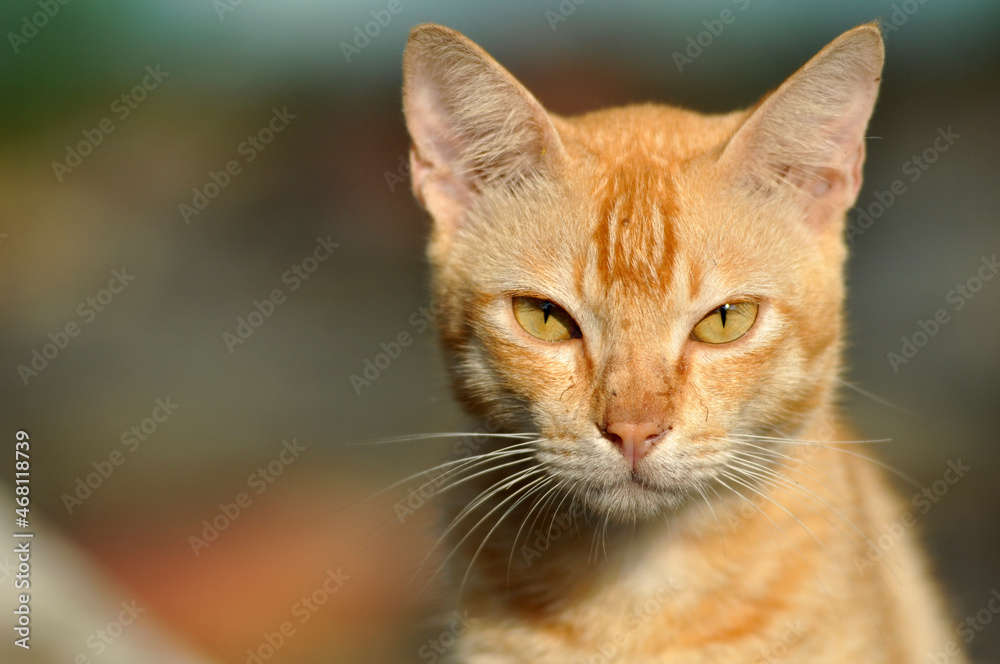 Close up of yellow domestic cat at outdoor