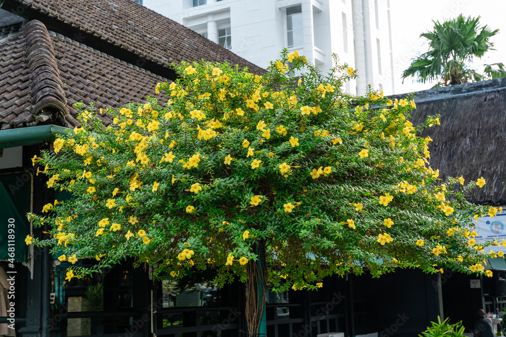 Allamanda cathartica 2024