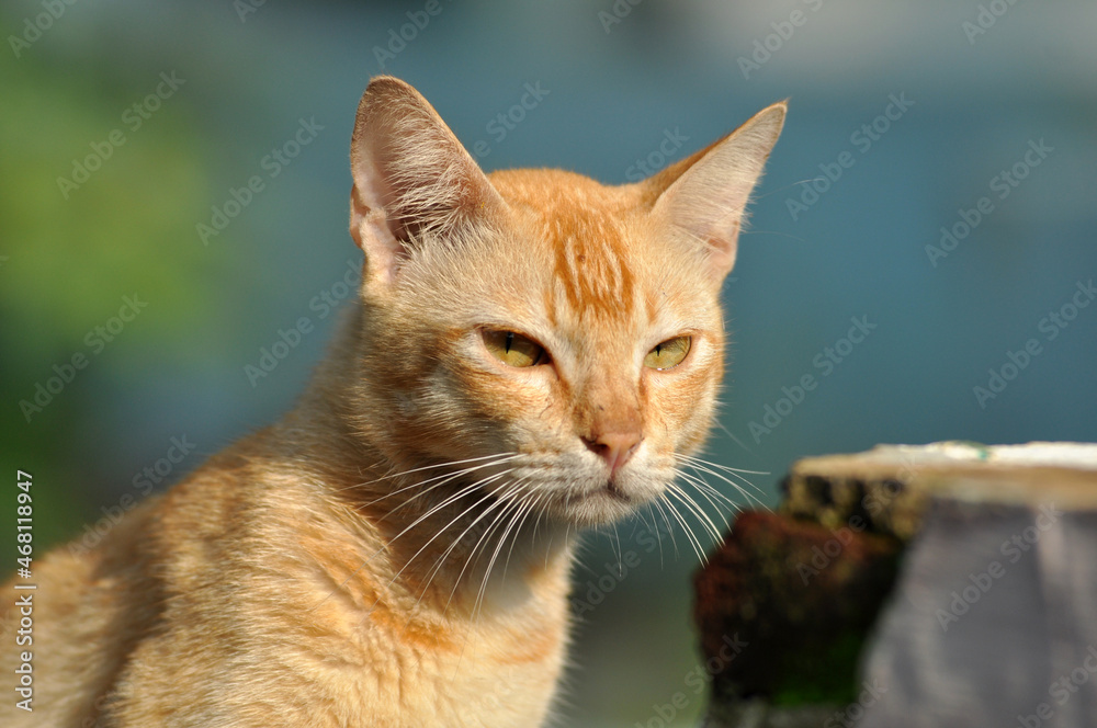 Close up of yellow domestic cat at outdoor