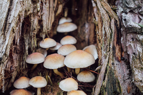 Mushrooms growing in tree hollow