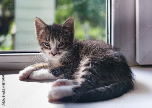 A small kitten on a white windowsill in close-up against a background of greenery in summer © Александр Коликов