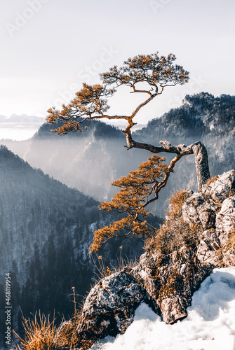 Lonely tree on the top of the mountain, Sokolica, Pieniny, Poland