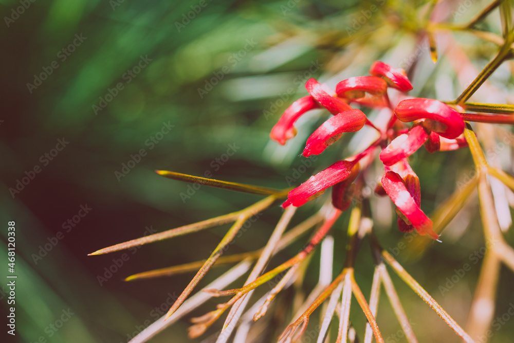 native Australian red grevillea plant outdoor in beautiful tropical backyard