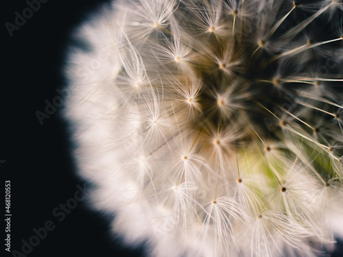 dandelion seed head © Thanh