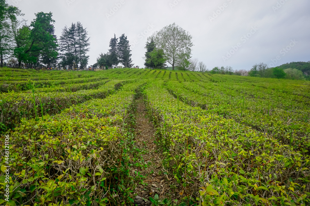 Beautiful tea plantation in the mountains of Sochi