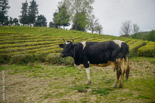 Cow grazing on a green meadow near tea plantations
