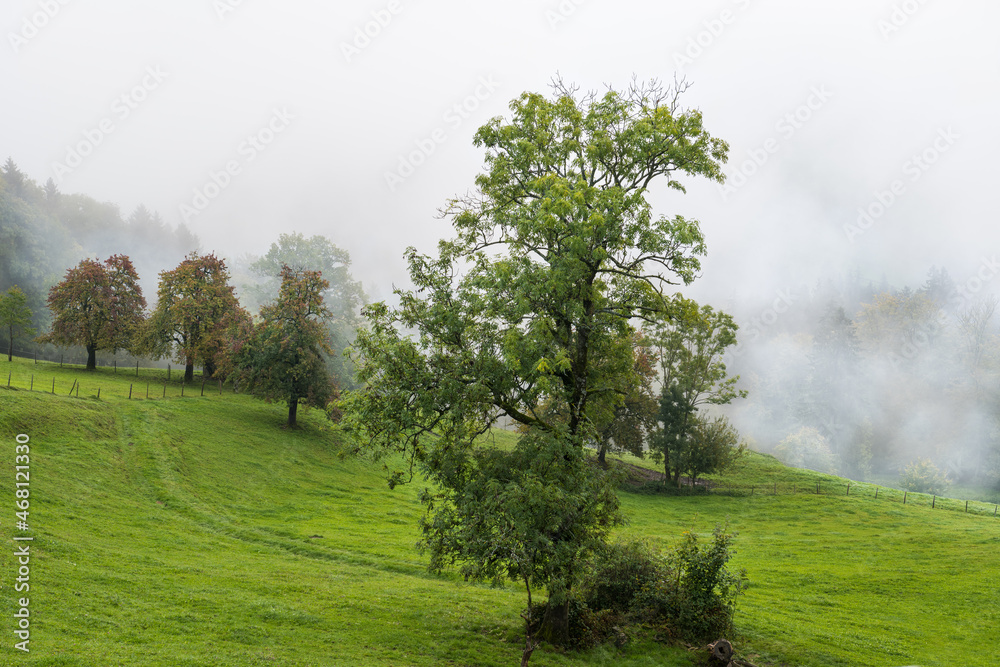 Fototapeta premium Autumm thebright colors in the forest