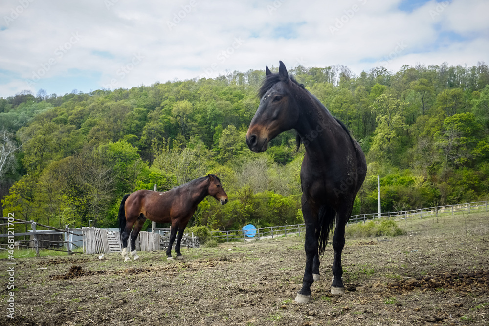 Horses grazes on a meadow in the village Horses grazes on a meadow in the village