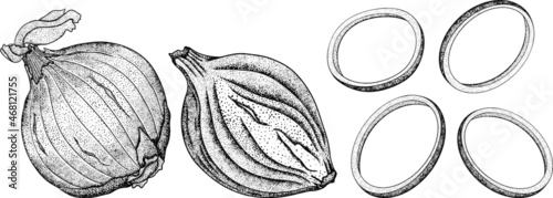 Hand drawn vector onions on a white background. Sketch of food. Spice. Whole vegetable. Botanical illustration.