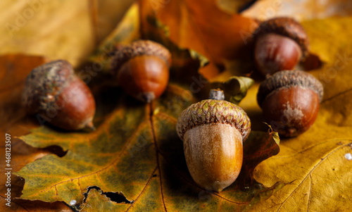 a chestnut harvest. Chestnuts are delicious nuts who can be eaten and are often used in a potato mash.