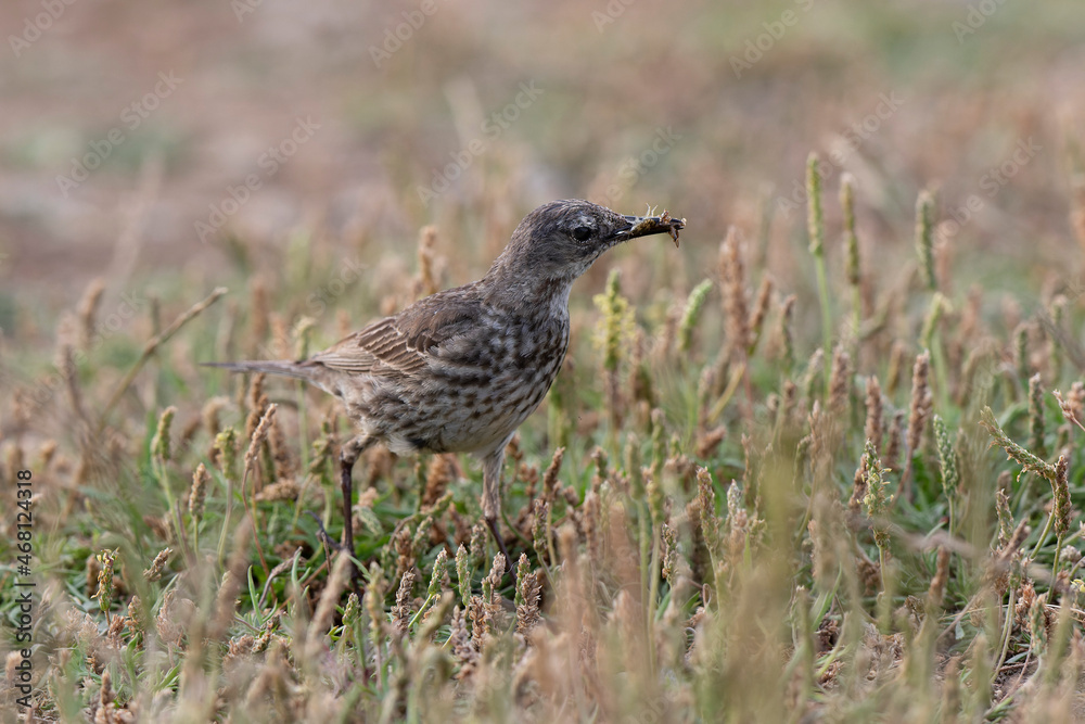 European Rock Pipit Anthus petrosus sitting and feeding on Brittany Coast