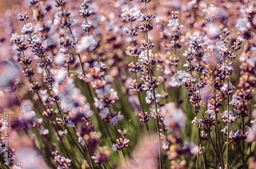 Canvastavla Close up of Purple Lavender flowers in Lavender Field during Summer at Countryside in Transylvania