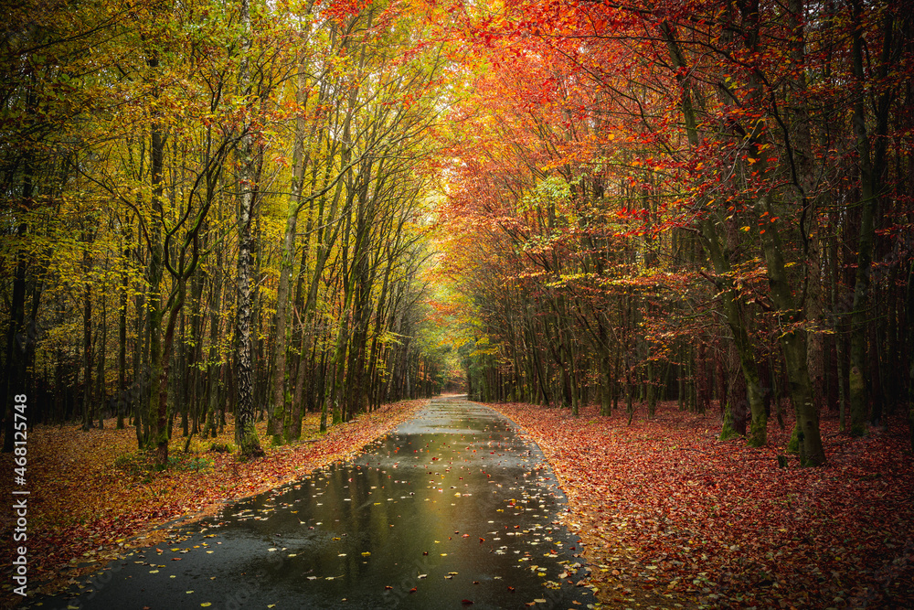 Fototapeta premium Herbst Wald Natur im Laubwald