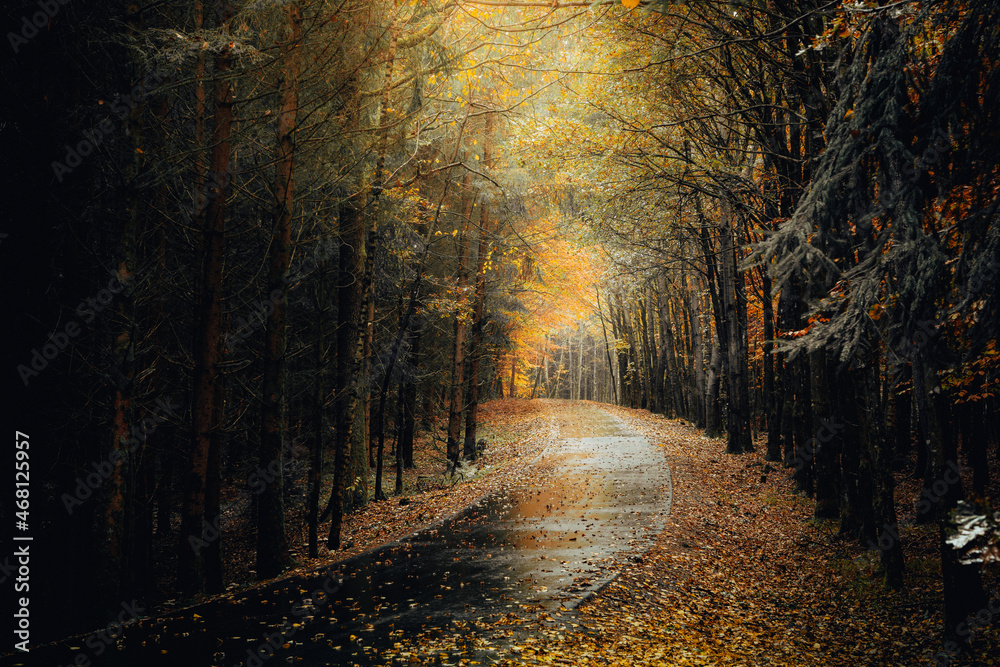 Naklejka premium Herbst Wald Natur im Laubwald