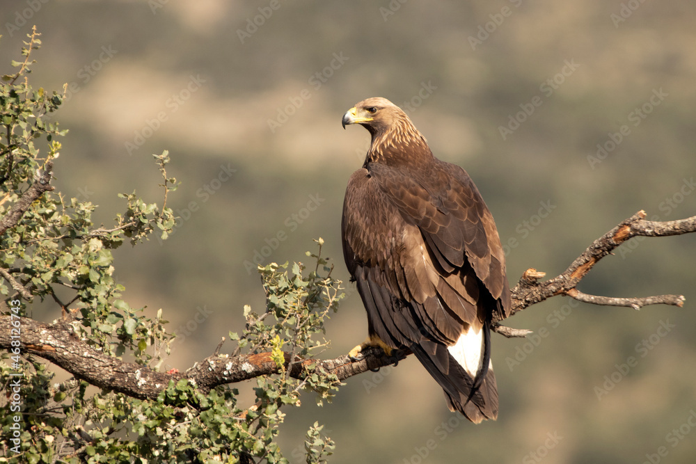 Fototapeta premium Young female Golden eagle in a high mountain oak forest with the first light of day