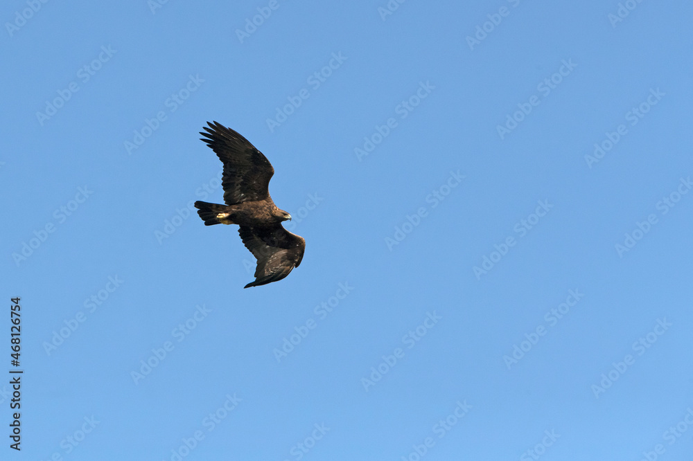 Male golden eagle flying in a mountain forest of oak and pine trees with the first light of day Male golden eagle flying in a mountain forest of oak and pine trees with the first light of day