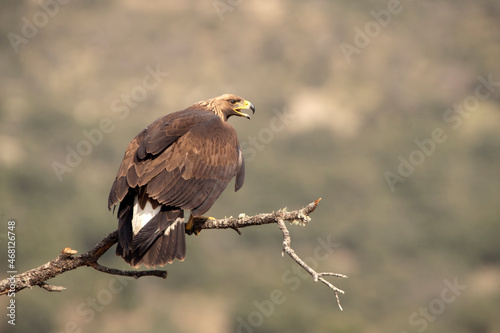 Young female Golden eagle in a high mountain oak forest with the first light of day