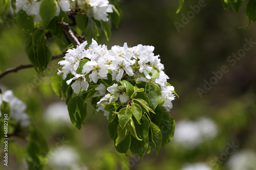 White pear flowers