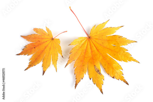 Beautiful autumn maple leaves isolated on white