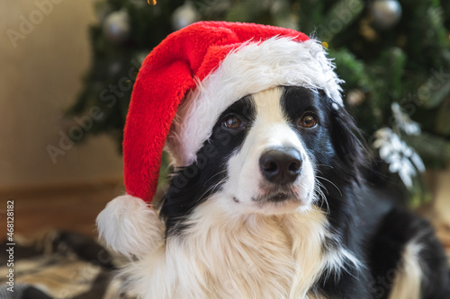 Funny portrait of cute puppy dog border collie wearing Christmas costume red Santa Claus hat near christmas tree at home indoors background. Preparation for holiday. Happy Merry Christmas concept