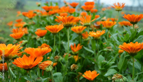 orange flowers in the garden © owli