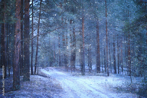 evening in winter forest landscape, view of dark trees mystic